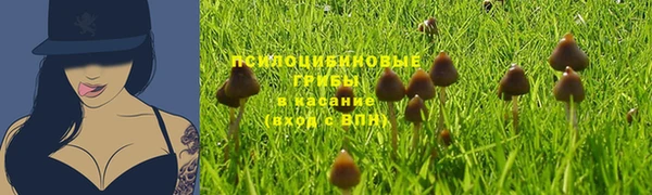 стаф Аркадак